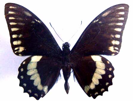 Papilio birchalli abberant male415 (Internet Image property of respective owner, non-commercial use only)